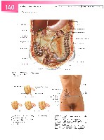 Sobotta  Atlas of Human Anatomy  Trunk, Viscera,Lower Limb Volume2 2006, page 147